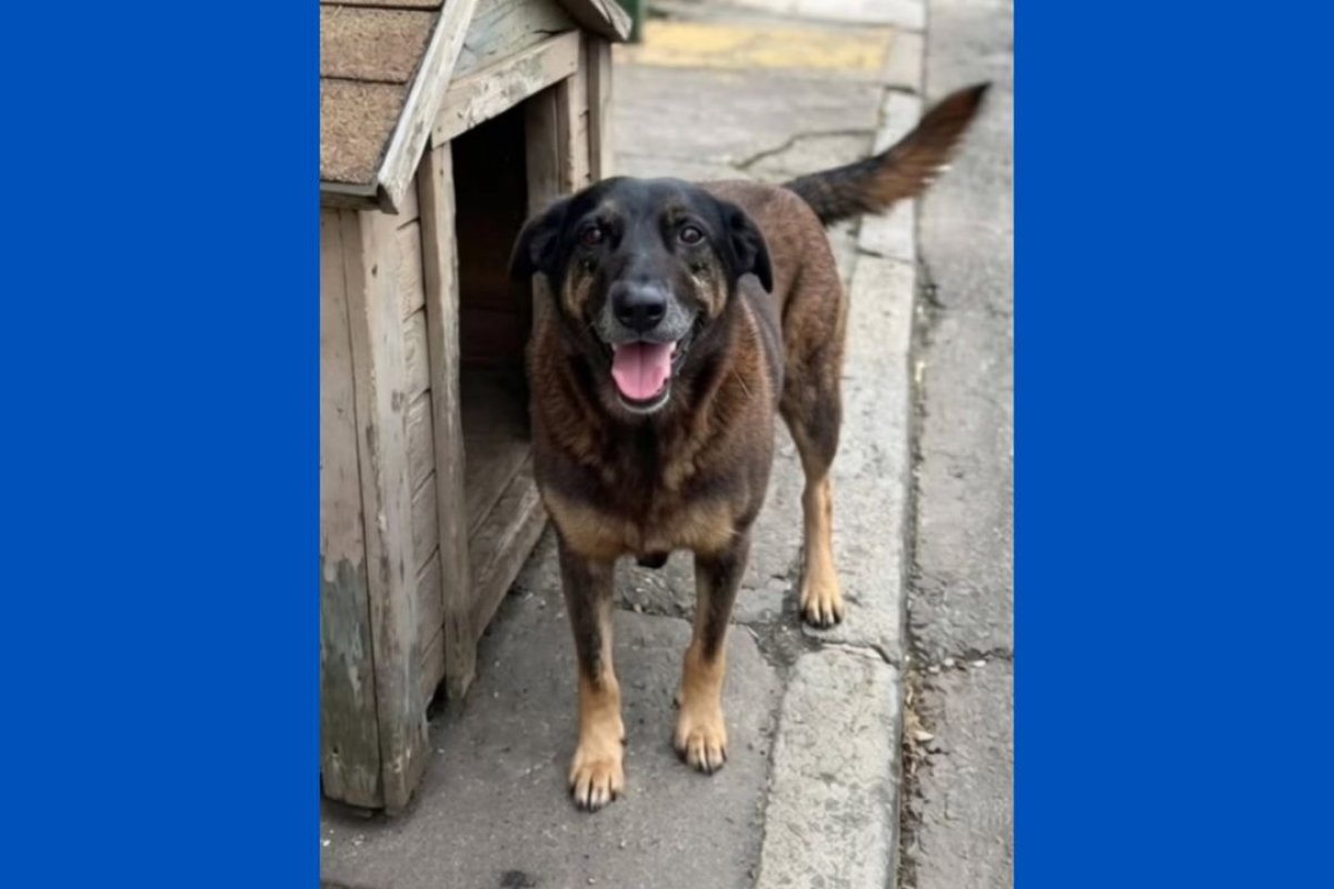 Apuração sobre morte do cão Orelha avança com depoimentos, mas enfrenta falta de provas