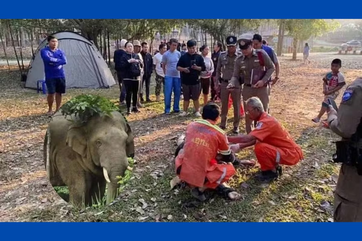 Turista é pisoteado por elefante e morre em parque nacional da Tailândia