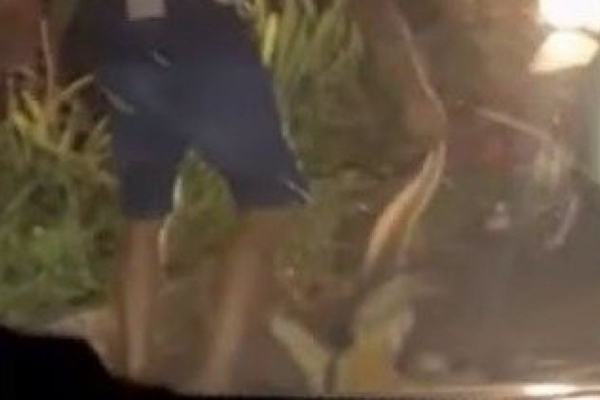 Vídeo: homem tenta matar tamanduá-bandeira na Bahia