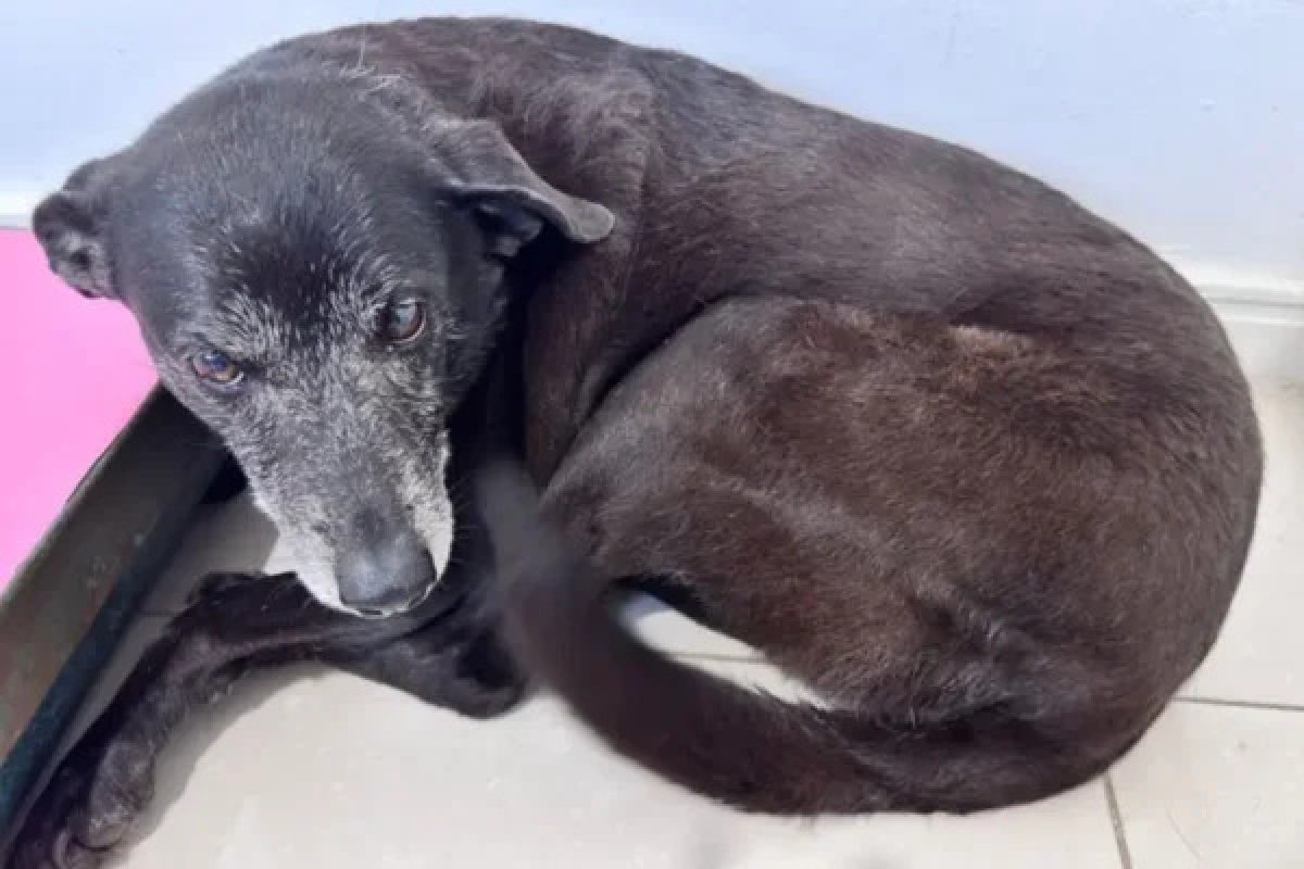 Polícia conclui investigação do caso do cão Orelha; morte é atribuída a um dos adolescentes suspeitos