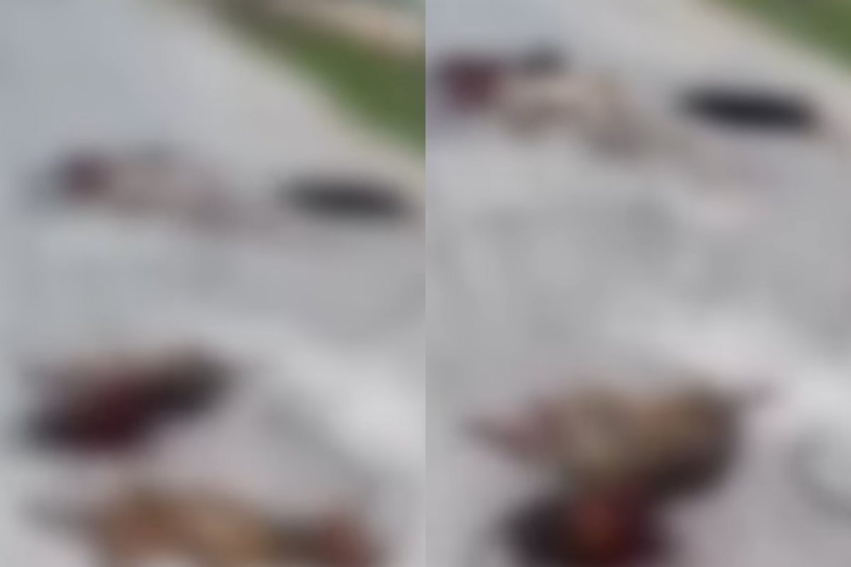 Suspeito de matar cinco cachorros é preso em flagrante em Candeias, na RMS