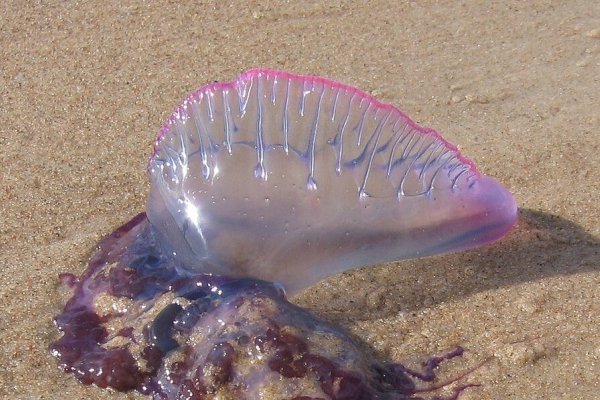 [Caravelas-portuguesas ferem 576 pessoas em um único dia na mesma praia]