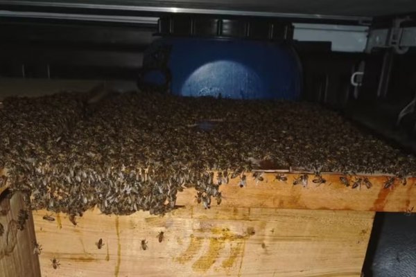 [Ataque de abelhas deixam 15 pessoas feridas no interior da Bahia ]