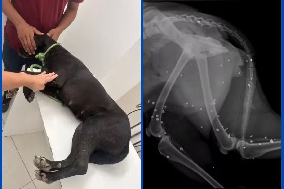 Cachorro morre e outro fica ferido após serem alvos de disparos de espingarda na Bahia; ninguém foi preso