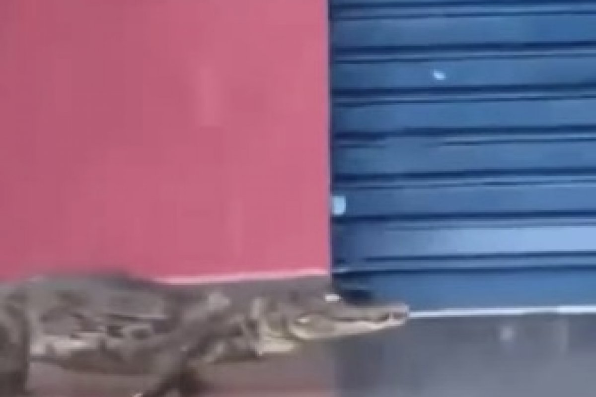 Vídeo: Jacaré é resgatado após circular pela Avenida Beira-Mar, em Manaus