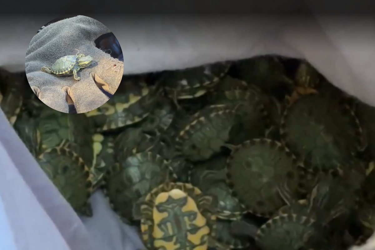 Mais de 600 tartarugas tigre-d’água são resgatadas em carro no RS; duas pessoas foram presas