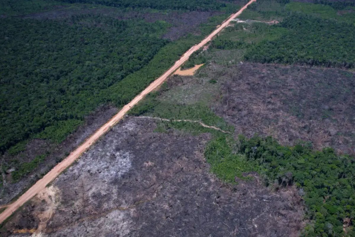 Alertas de desmatamento caem 35% na Amazônia e 6% no Cerrado