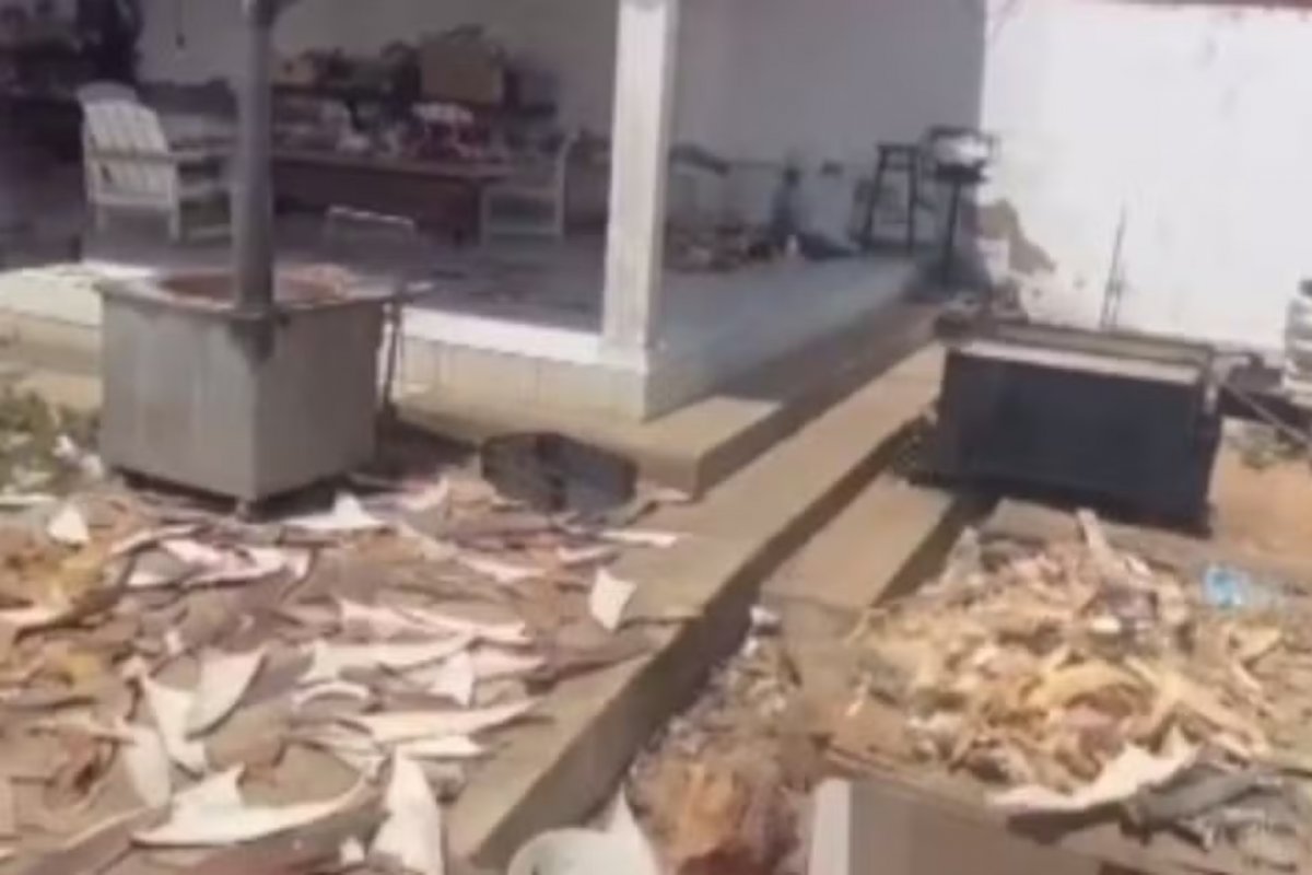 PF apreende mais de 1,5 tonelada de barbatanas de tubarão no norte da Bahia