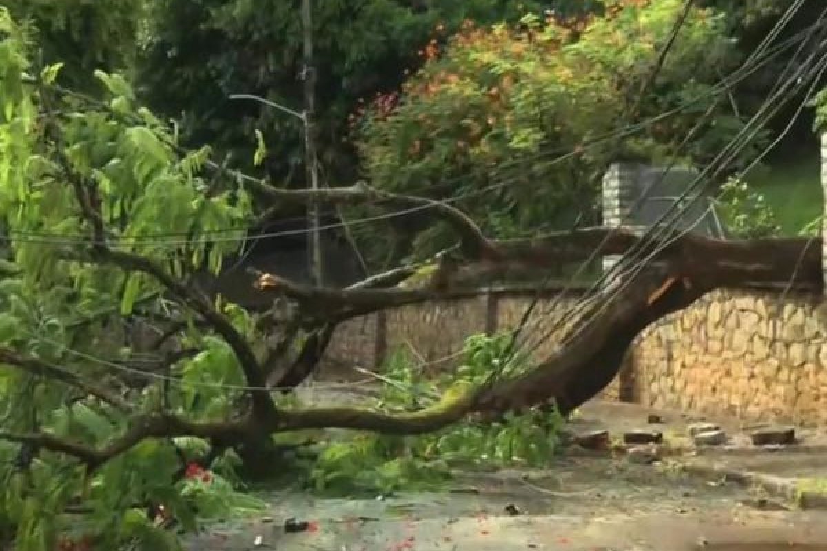 Árvore cai em cima de fiação e atinge carros na Ladeira da Barra