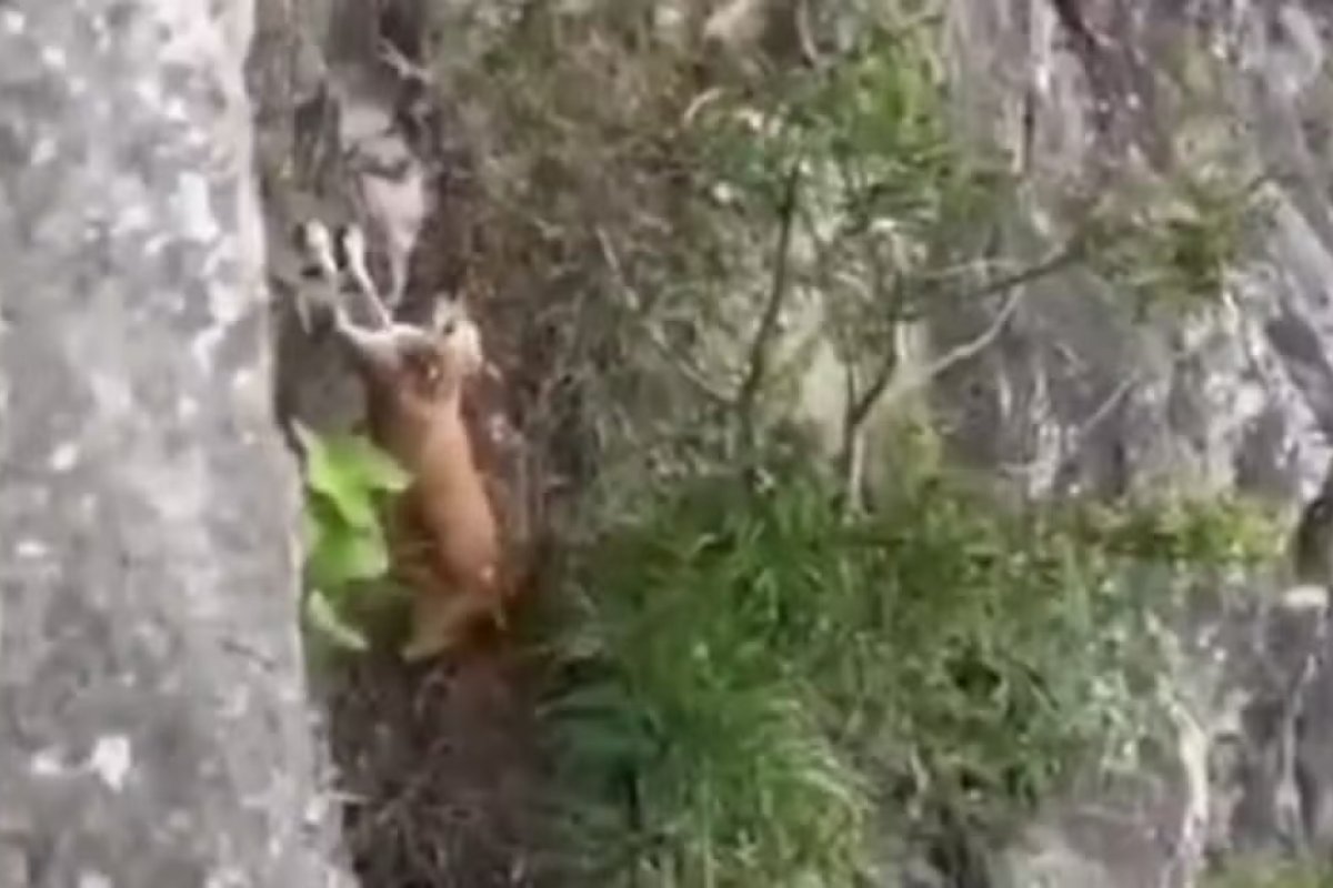 Vídeo: Bombeiros resgatam cão preso em pedreira em São Roque (SP)