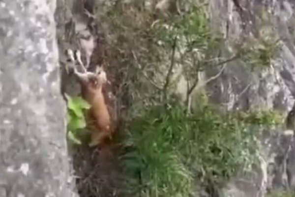 [Vídeo: Bombeiros resgatam cão preso em pedreira em São Roque (SP)]