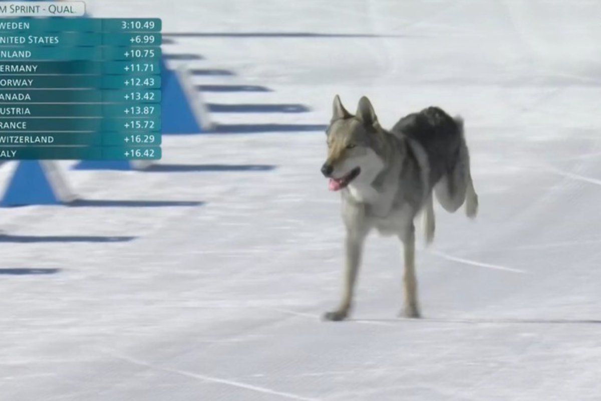 Cachorro cruza linha de chegada e interfere no tempo de brasileira no esqui Cross-country