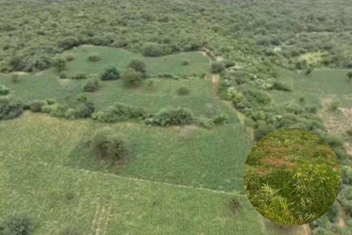 PF apreende uma tonelada de maconha plantada em seis hectares de fazenda com sistema de irrigação e uso de energia solar, na Chapada Diamantina