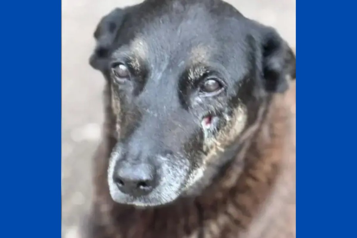 Equipes policias concluem mais de 30 novas diligências sobre morte de Cachorro Orelha em SC