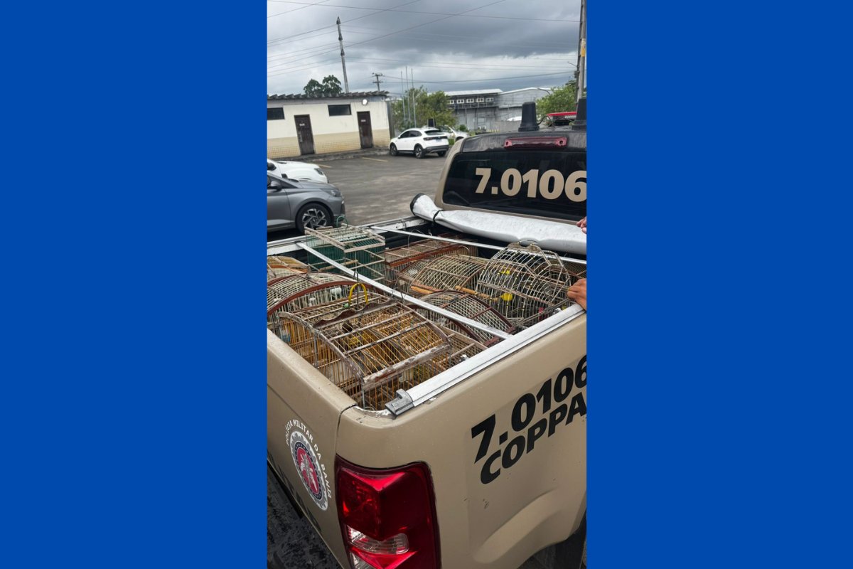 Homem é preso e 18 aves silvestres resgatadas na RMS