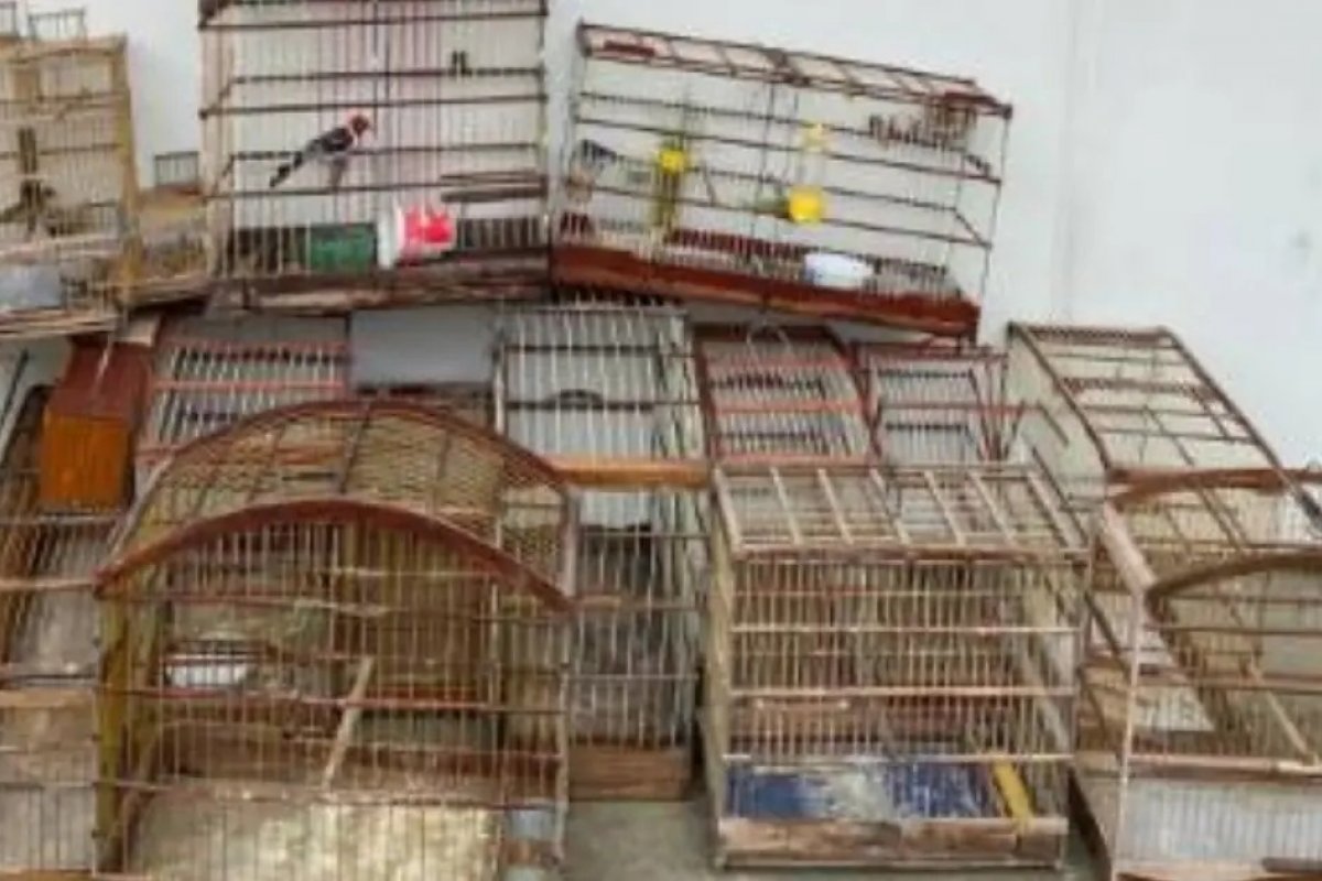 Aves silvestres são resgatadas em 'Feira do Rolo' no interior da Bahia