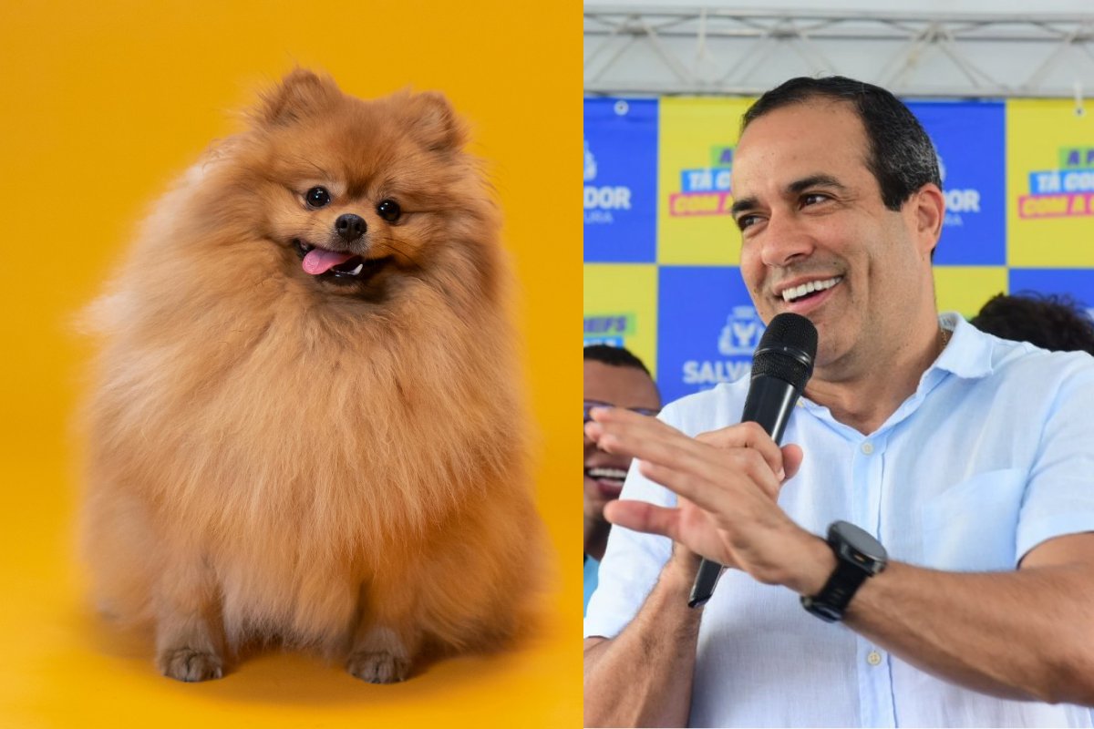 Prefeitura solicita empréstimo milionário para ações de proteção animal; confira quantia