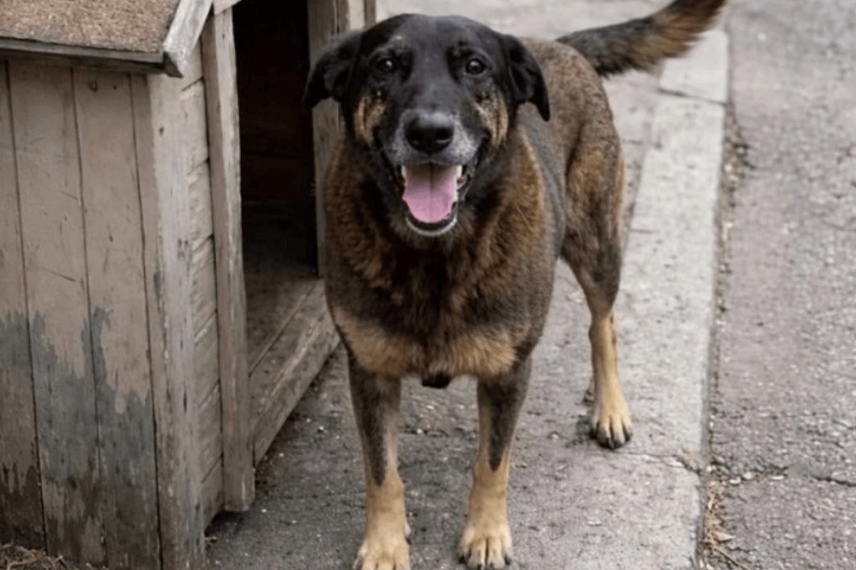 Caso Orelha: laudo mostra que animal não sofreu fraturas causadas por ação humana