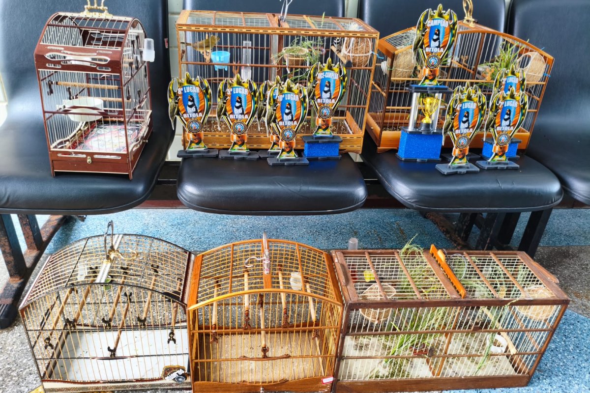 PM prende três homens por posse ilegal de aves silvestres