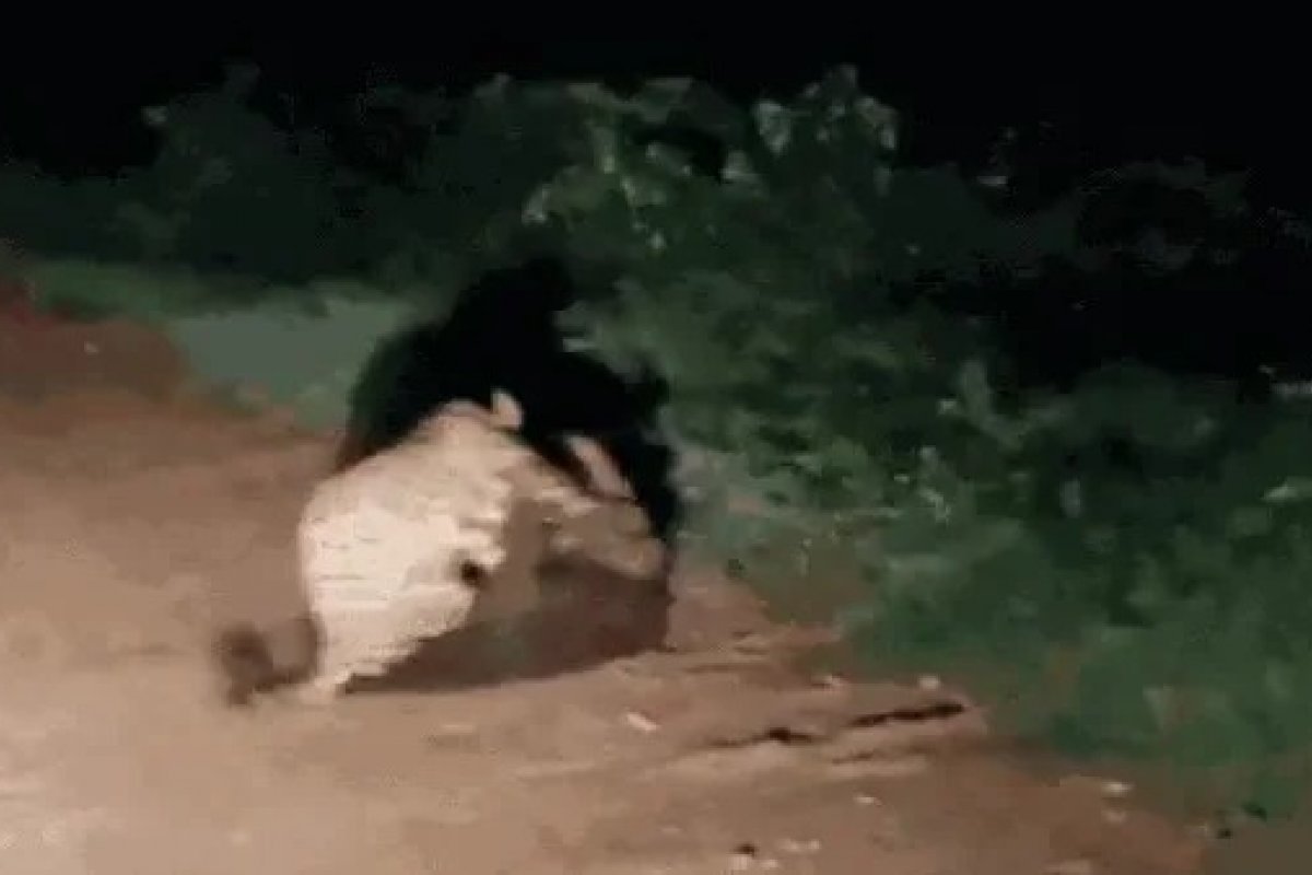 Vídeo: tamanduá-bandeira enfrenta onça-pintada no Pantanal mato-grossense