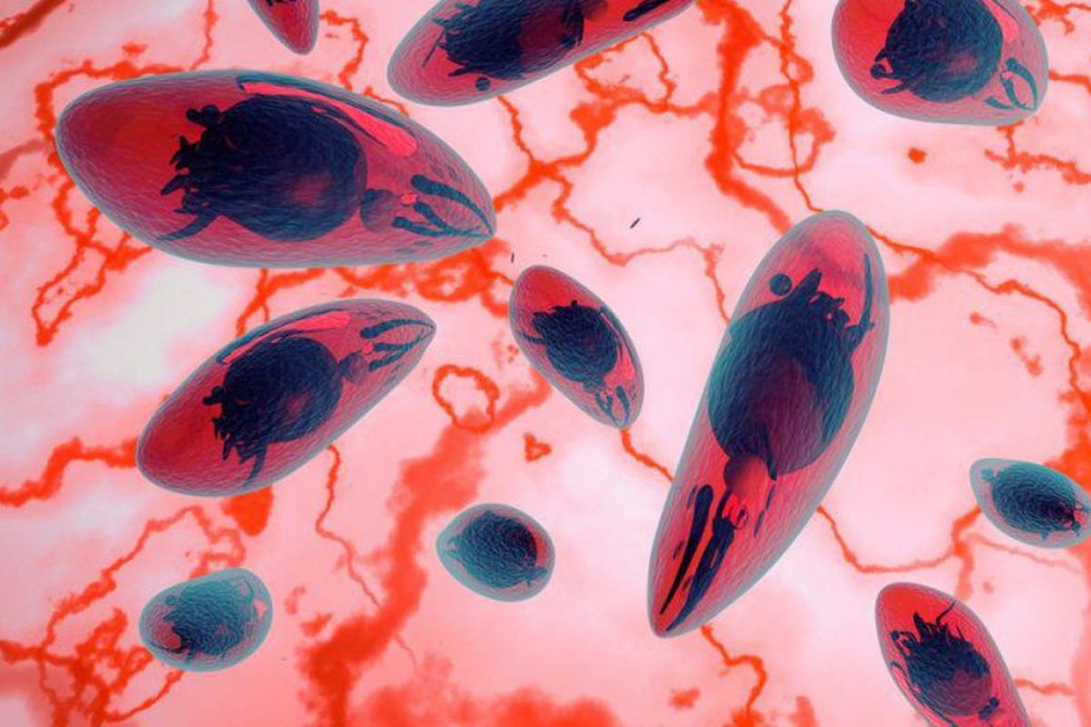 SUS vai oferecer exame para detectar toxoplasmose em recém-nascidos