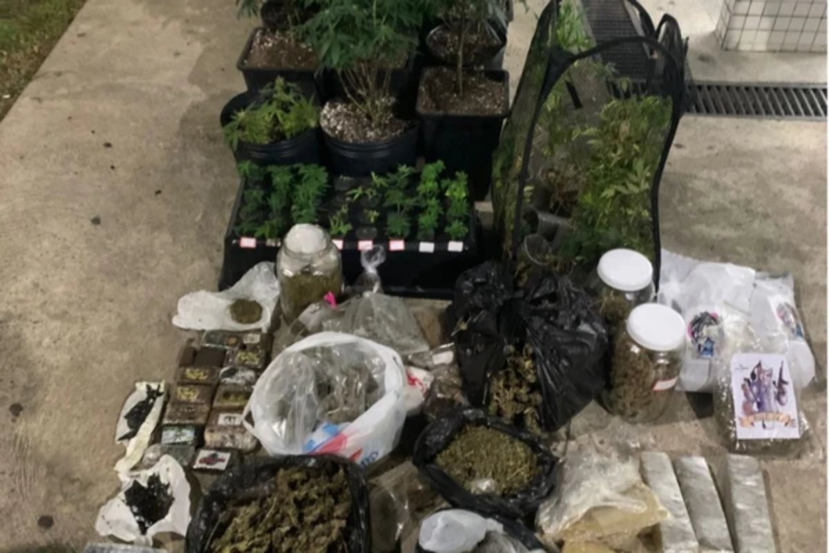 Polícia Militar encontra estufa de maconha e apreende drogas em Pituaçu