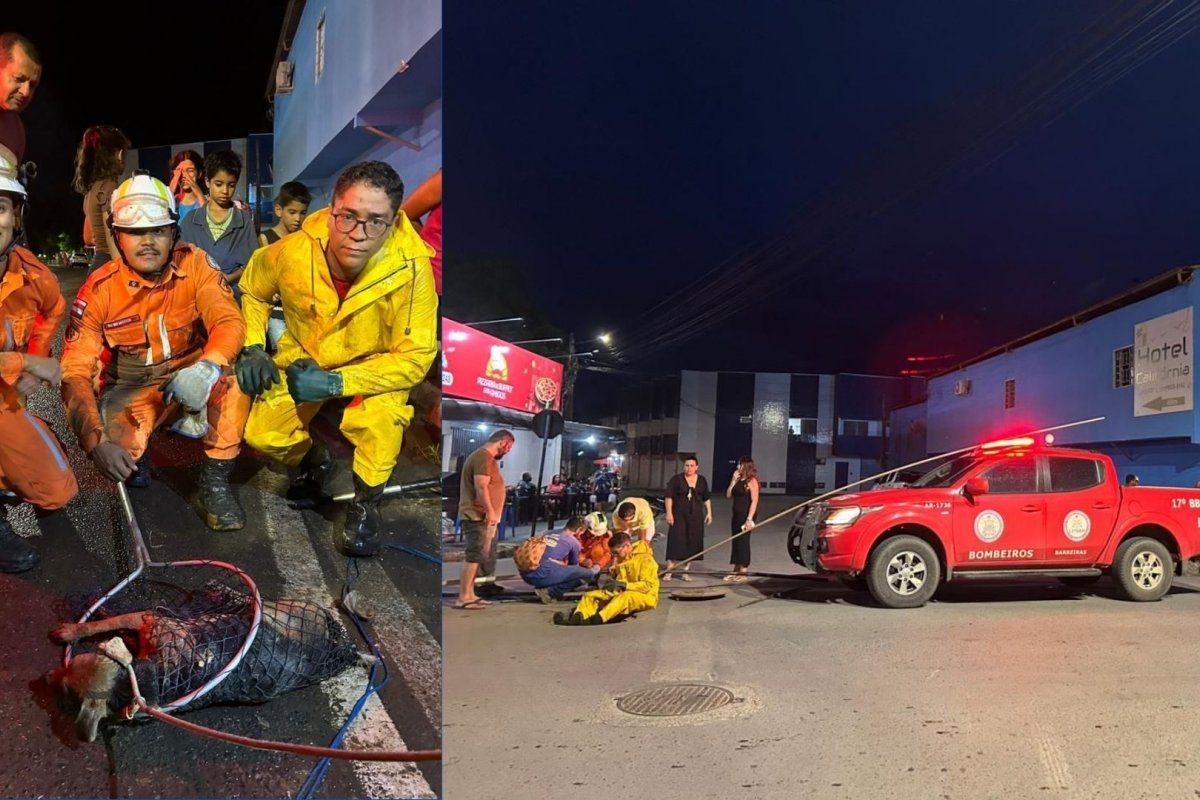 Cachorro preso em boca de lobo é resgatado pelo Corpo Bombeiros em Barreiras, interior da Bahia