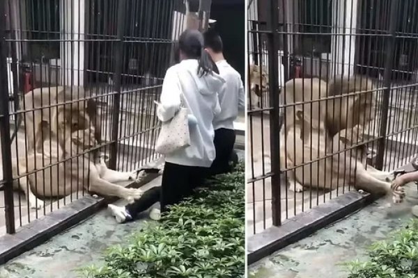 [Vídeo: criança de 10 anos fica ferida ao ser agarrada por leoa em zoológico na China ]
