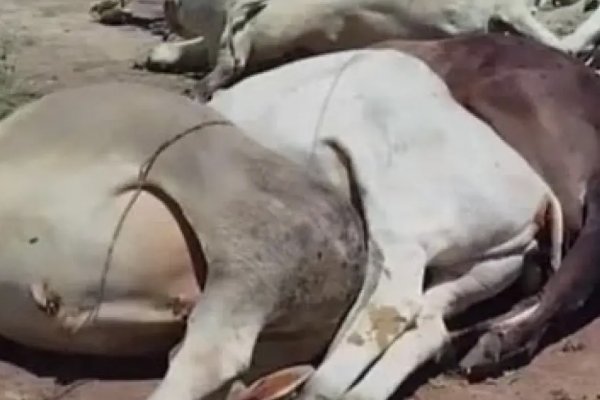 [Queda de estrutura de rede elétrica provoca morte de 12 bovinos na zona rural de Iaçu ]