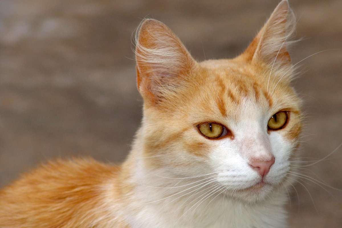 Caso de maus-tratos contra gatos é denunciado por moradores de município do interior da Bahia