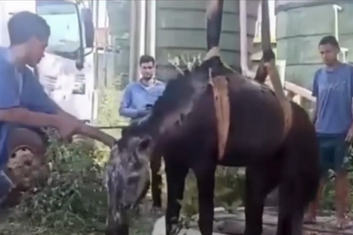 Vídeo: Cavalo é resgatado após cair em poço de estação de tratamento de esgoto em Irecê, na Bahia