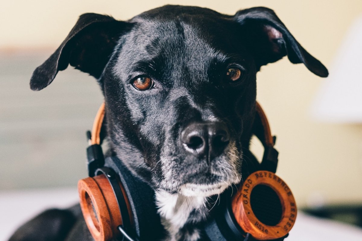 Musicoterapia e os pets