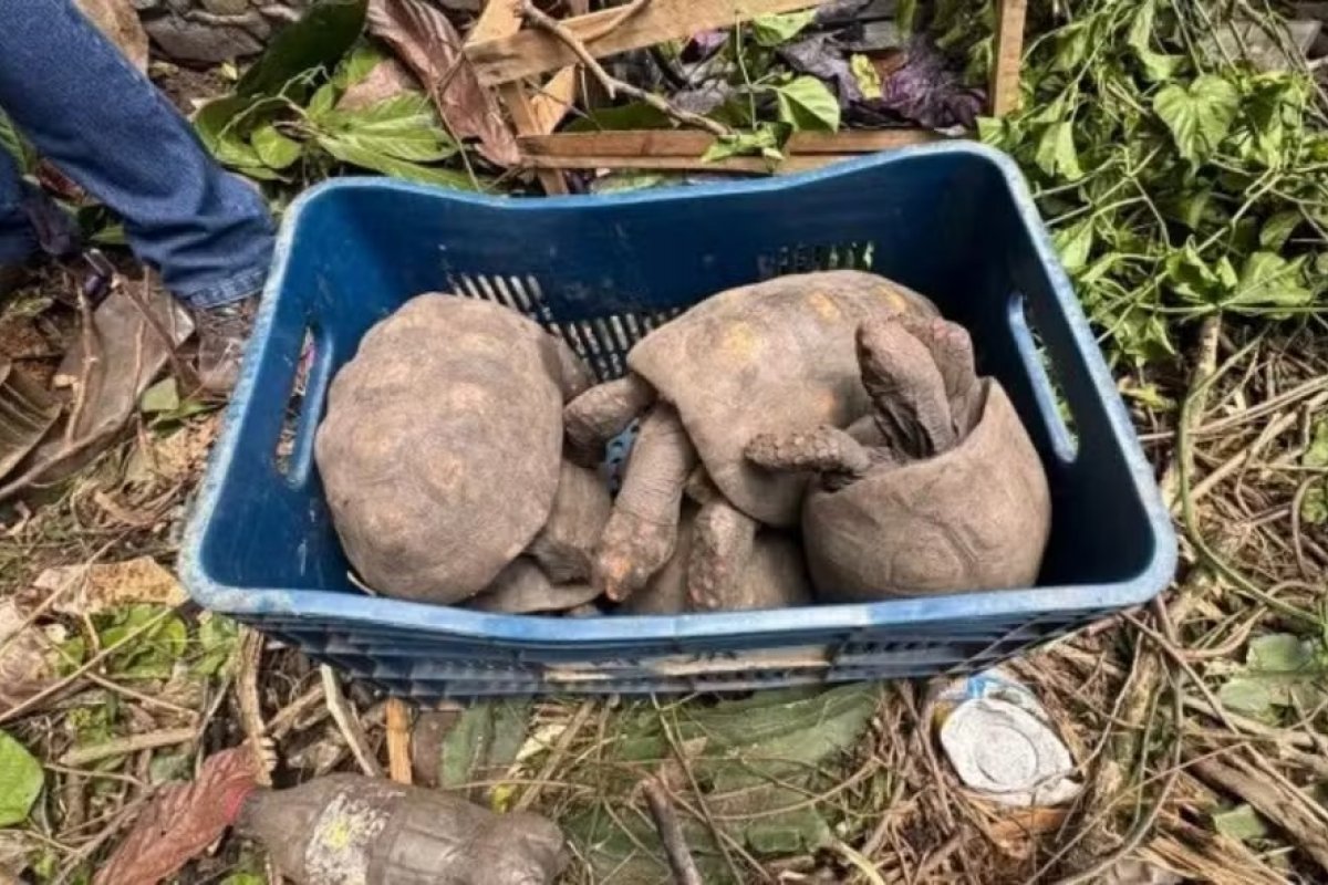 Cerca de 100 jabutis são resgatados em casa abandonada na Bahia
