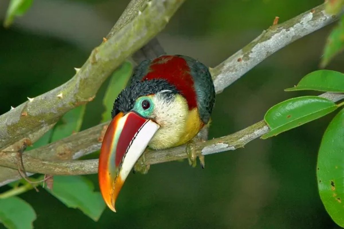 Ave da Amazônia chama atenção por “cabelo cacheado”; veja