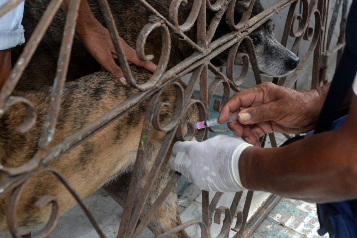 Secretaria de Saúde realiza vacinação antirrábica em quatro bairros de Salvador; veja quais