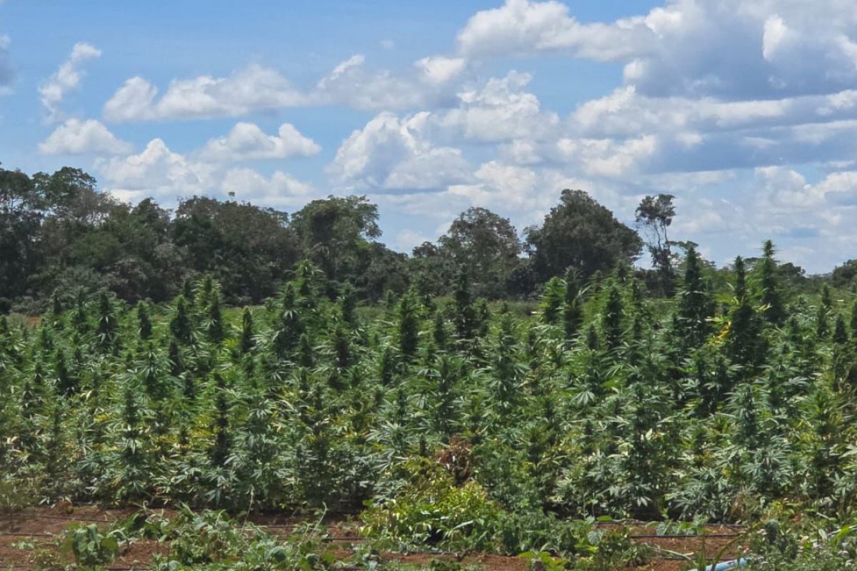Polícia Civil erradica plantação com cerca de 180 mil pés de maconha na Chapada Diamantina