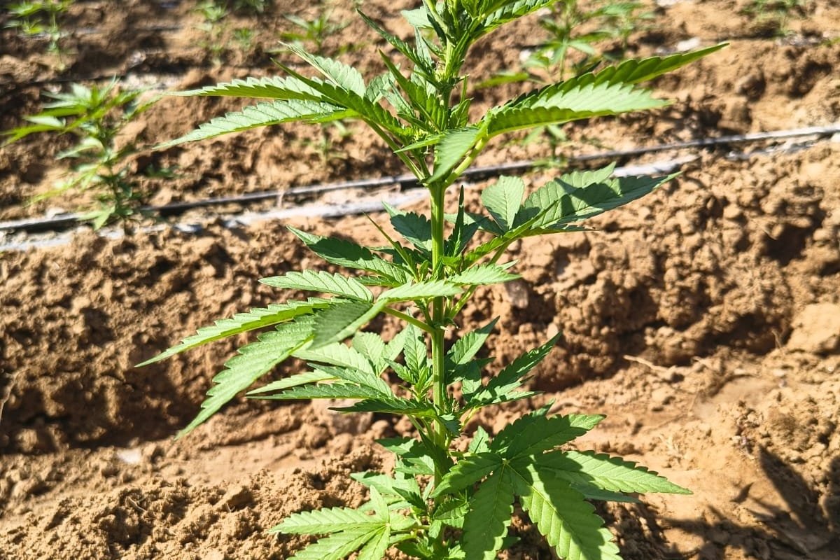 PM apreende mais de 170 mil pés de maconha no norte da Bahia
