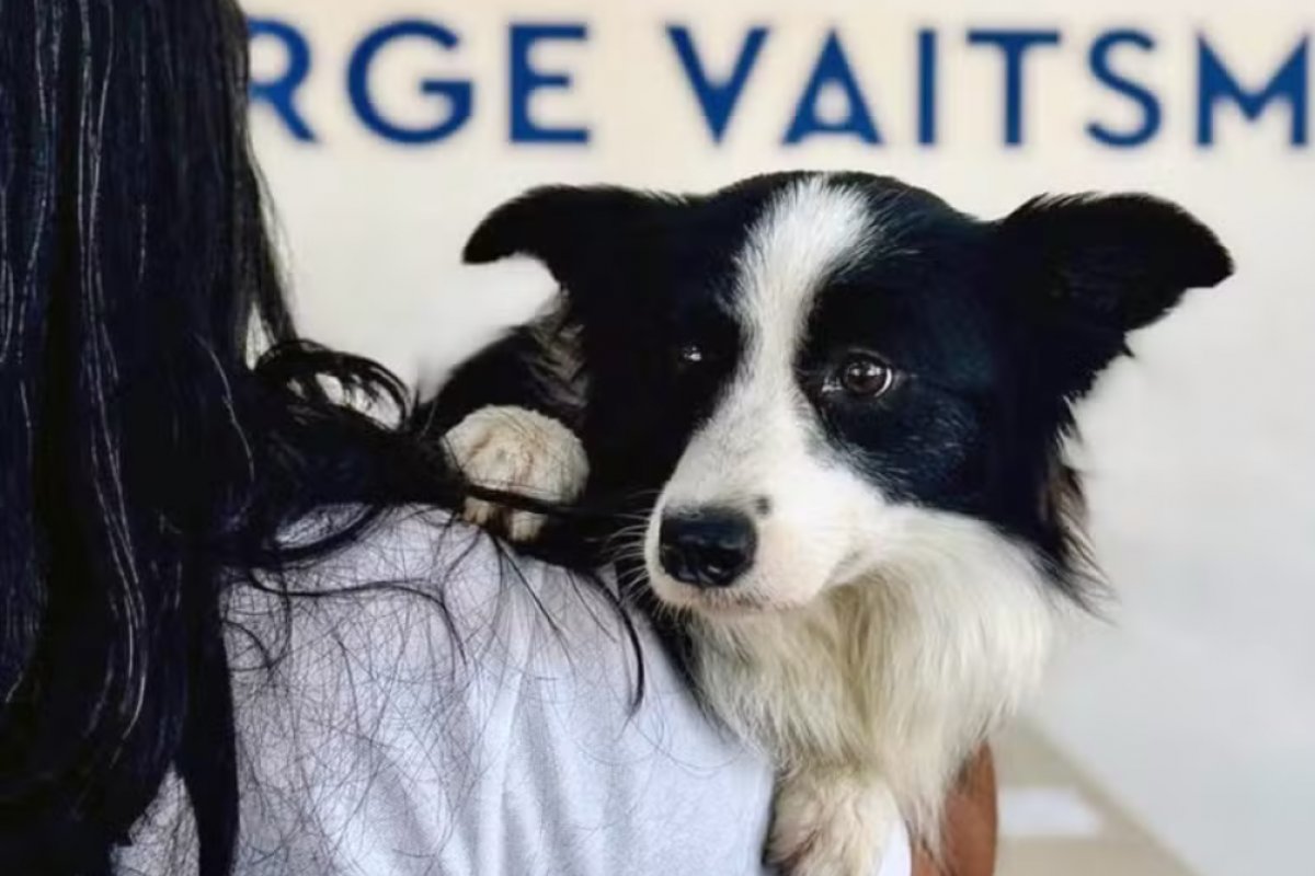 Cadela é resgatada após ficar três dias presa em carro no Rio de Janeiro 