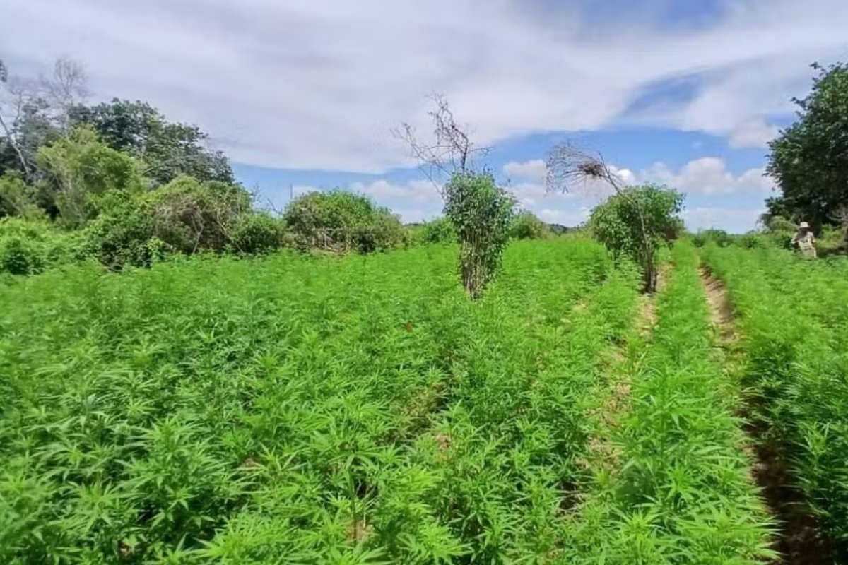 Plantação com 45 mil pés de maconha é incinerada no interior da Bahia