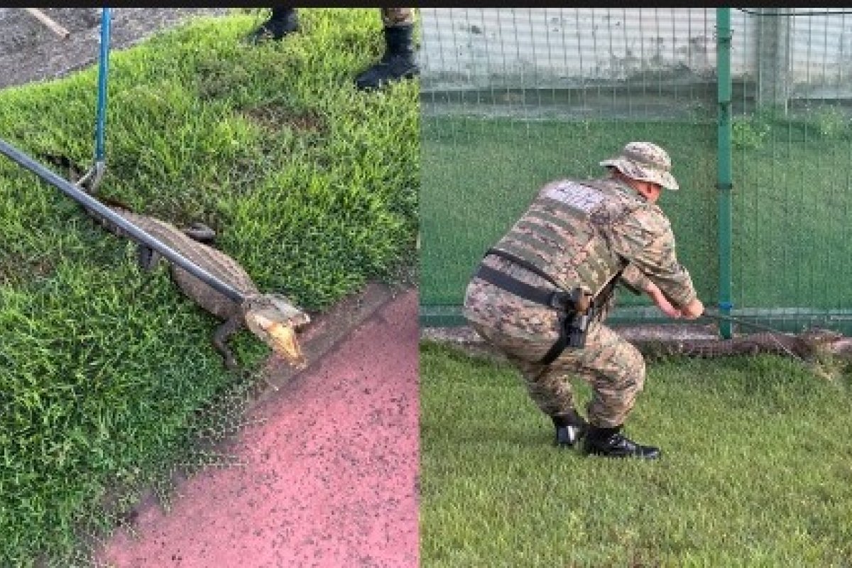 Jacaré é resgatado pela PM no meio de avenida movimentada em Salvador