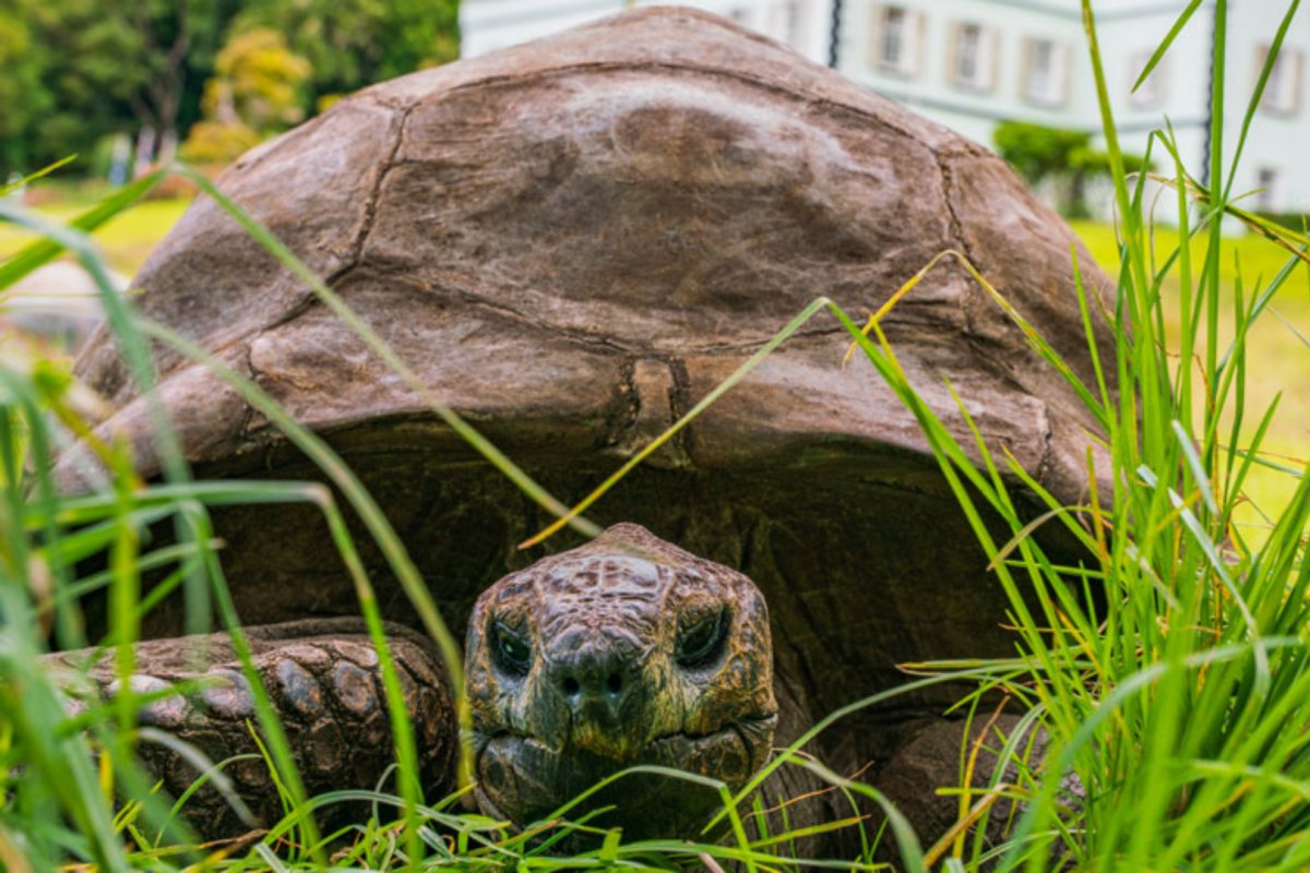 Primeiro de Abril: Guinness World desmente morte de animal mais velho do mundo