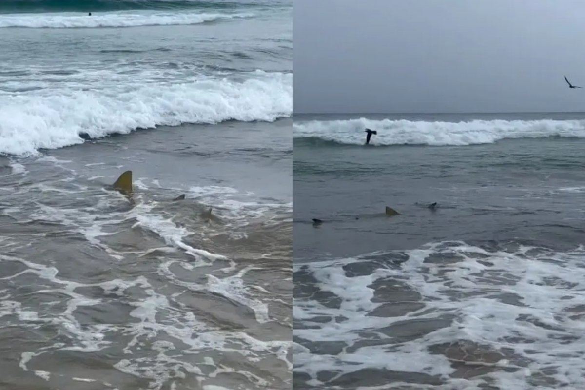 Vídeo: turista registra tubarões próximos à faixa de areia na praia em Fernando de Noronha