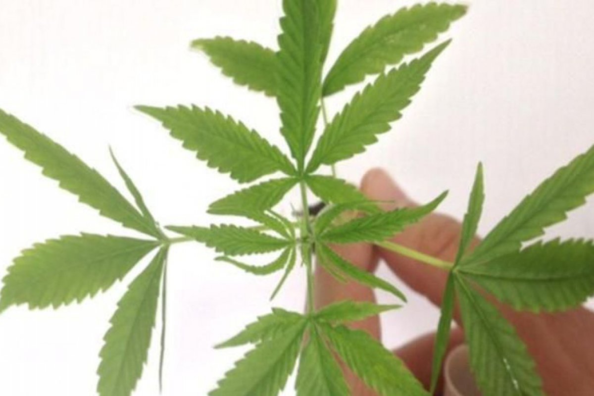 Fabricação e venda de produtos derivados da cannabis entram em vigor nesta terça-feira (10)