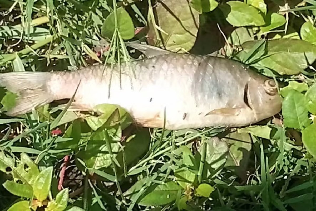 Peixes aparecem mortos em barragem de Feira de Santana