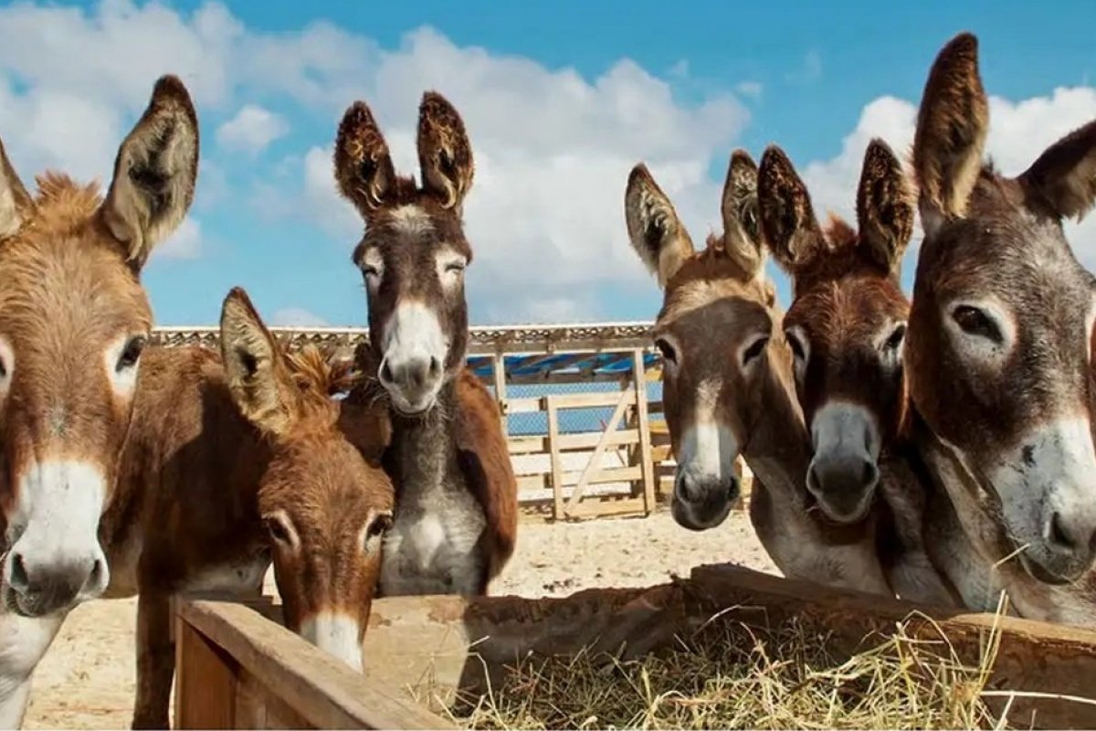 Justiça Federal determina proibição de abates de jumentos na Bahia 