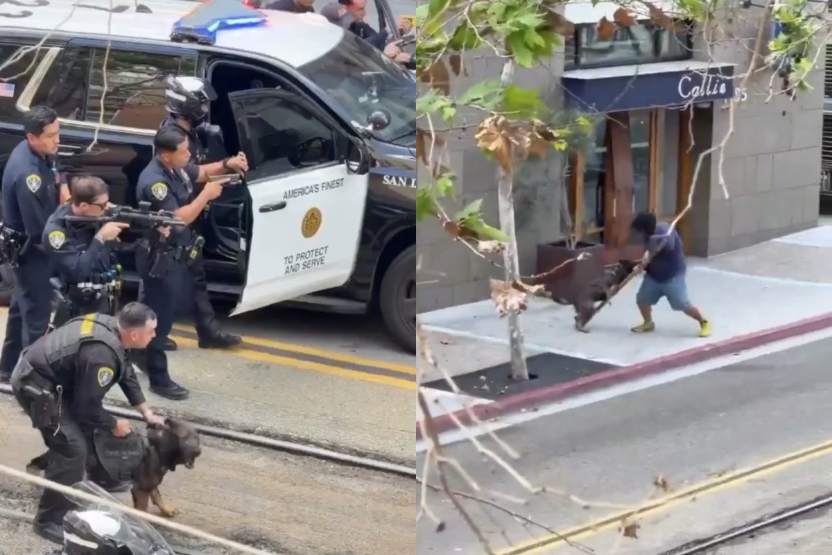 Vídeo: Cão policial imobiliza suspeito de esfaquear funcionário de estacionamento nos EUA
