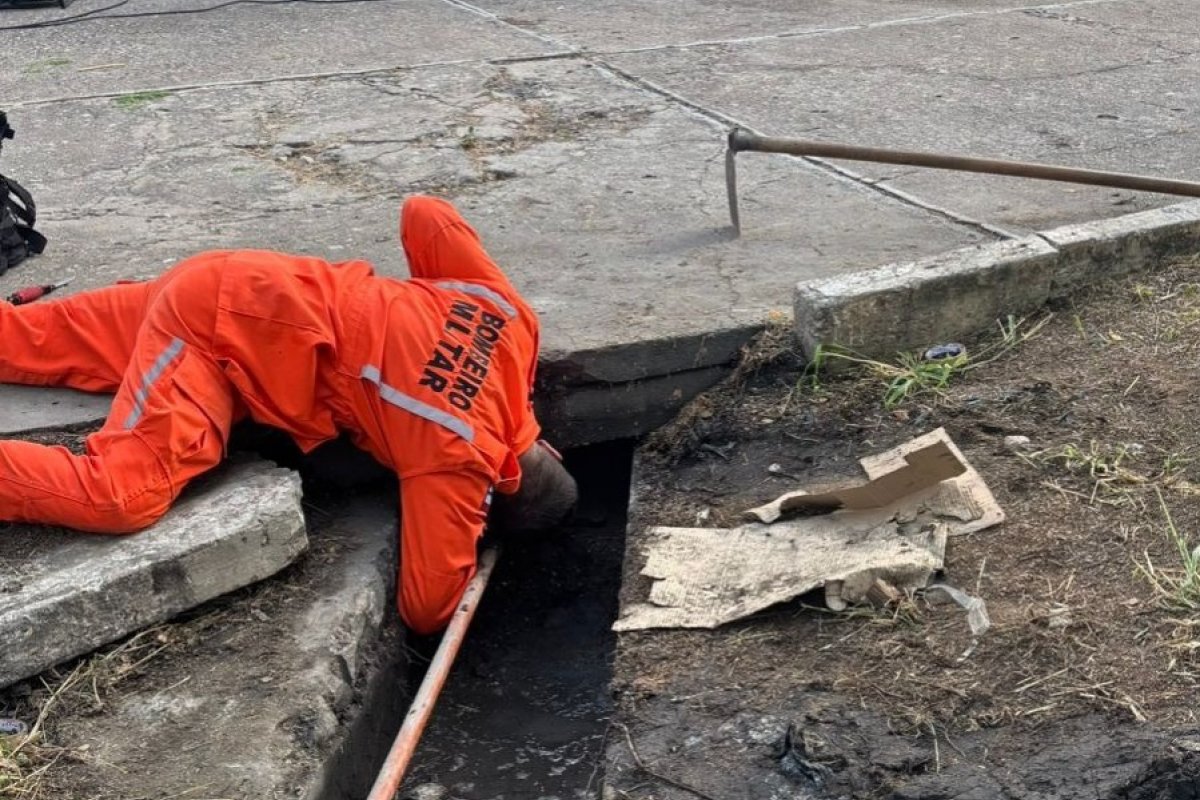 Vídeo: filhotes presos em tubulação de esgoto são resgatados por bombeiros