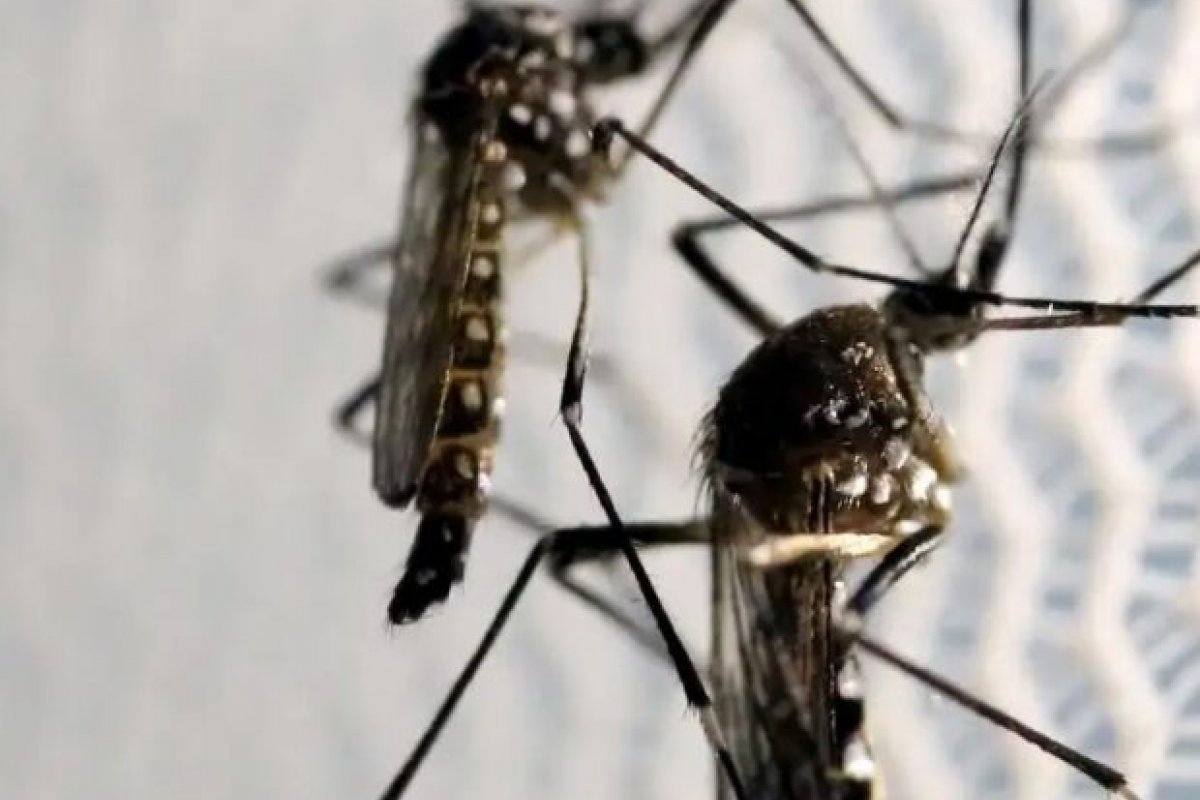 Casos de dengue no Brasil caem 75% em 2026