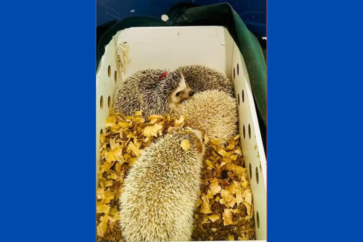 Ouriços pigmeus são apreendidos sendo transportados de forma irregular em ônibus interestadual na Bahia