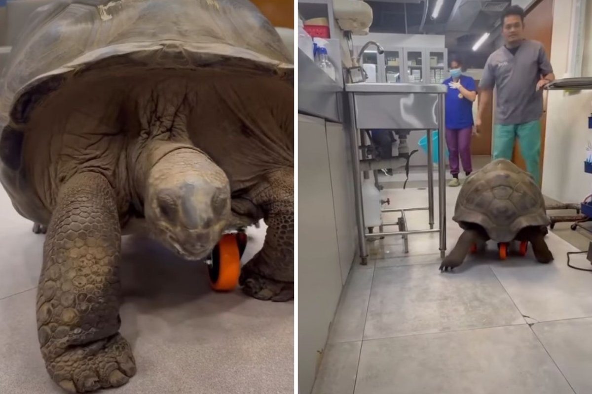 Vídeo: Tartaruga gigante ganha rodinhas improvisadas para se locomover enquanto se recupera de lesão